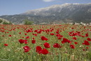 Papaver Rhoeas